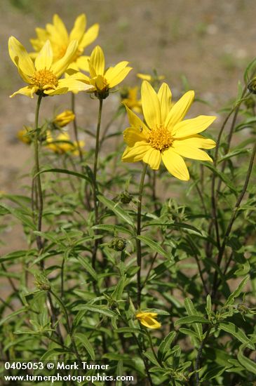 Helianthus cusickii