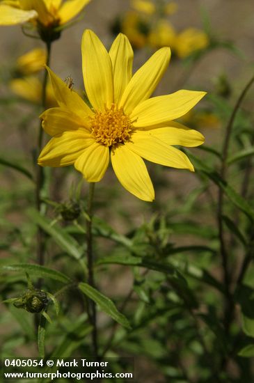 Helianthus cusickii