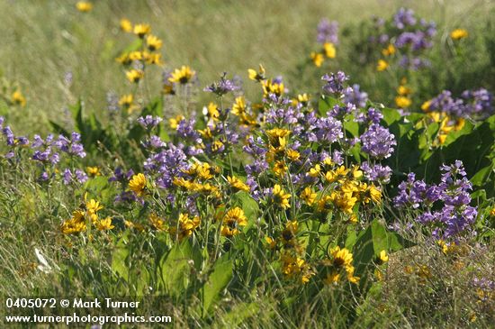 Penstemon glandulosus; Balsamorhiza careyana