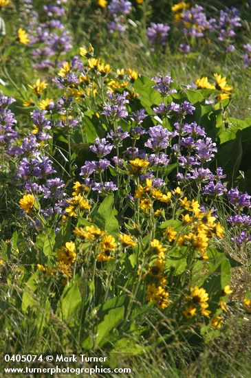 Penstemon glandulosus; Balsamorhiza careyana