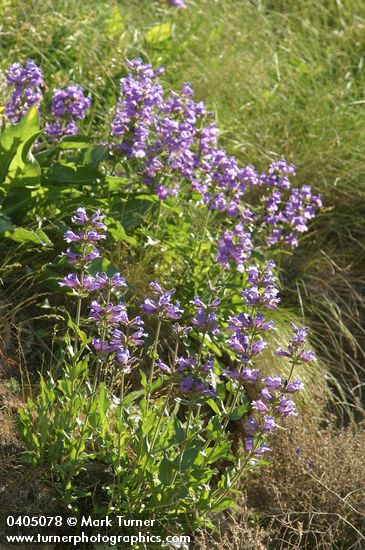 Penstemon glandulosus