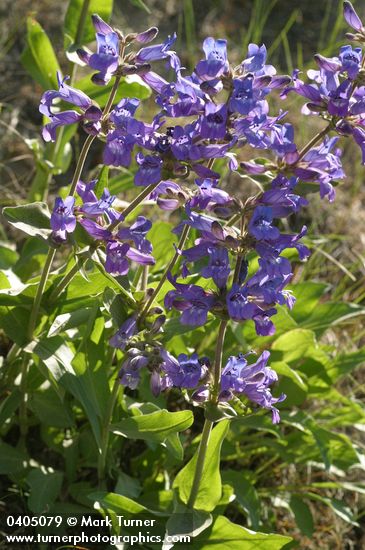 Penstemon glandulosus