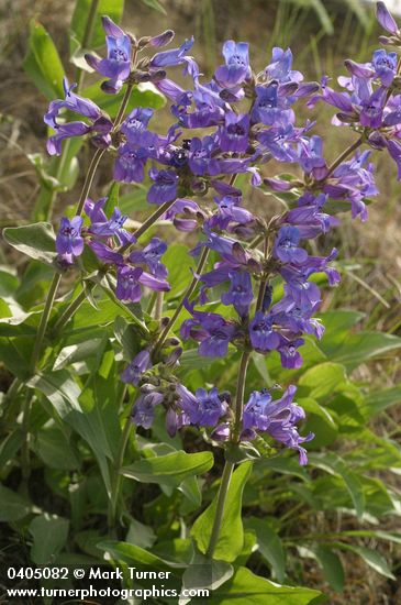 Penstemon glandulosus