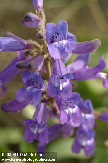 Penstemon glandulosus