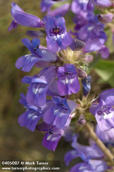 Penstemon glandulosus