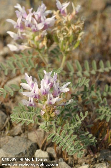 Astragalus succumbens