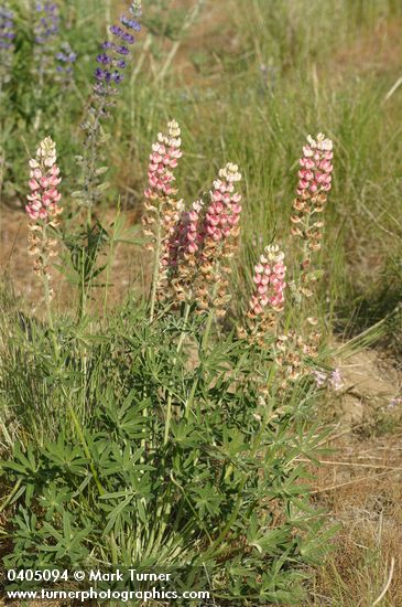 Lupinus bingenensis var. subsaccatus (L. sulphureus var. subsaccatus)