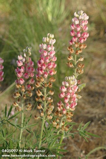 Lupinus bingenensis var. subsaccatus (L. sulphureus var. subsaccatus)