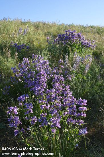 Penstemon glandulosus