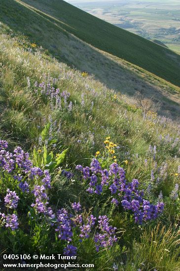 Penstemon glandulosus