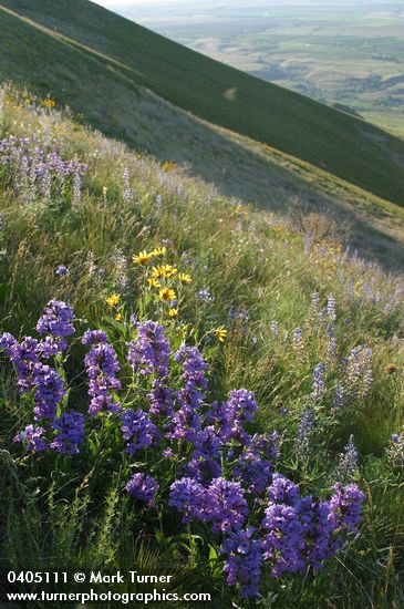 Penstemon glandulosus