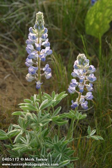 Lupinus argenteus