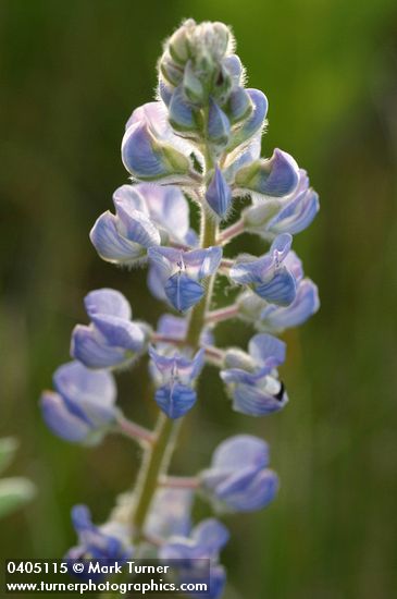 Lupinus argenteus