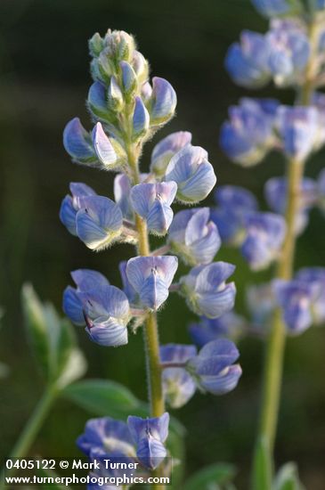 Lupinus argenteus