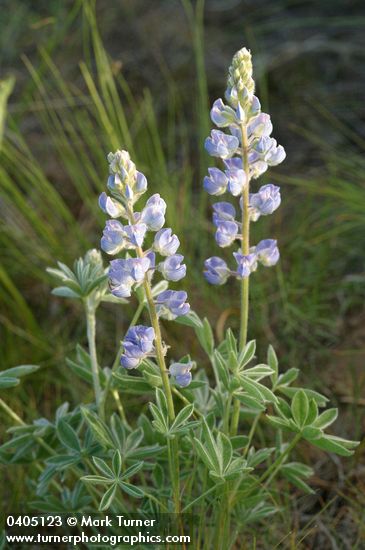 Lupinus argenteus