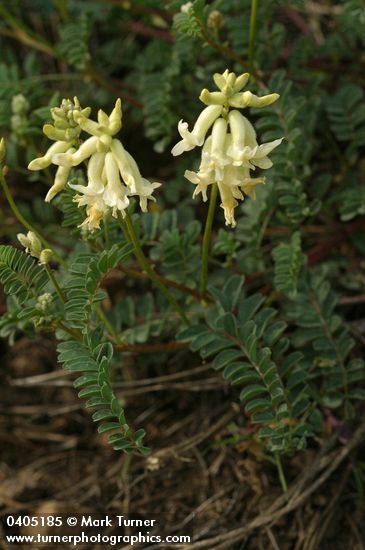 Astragalus sp.