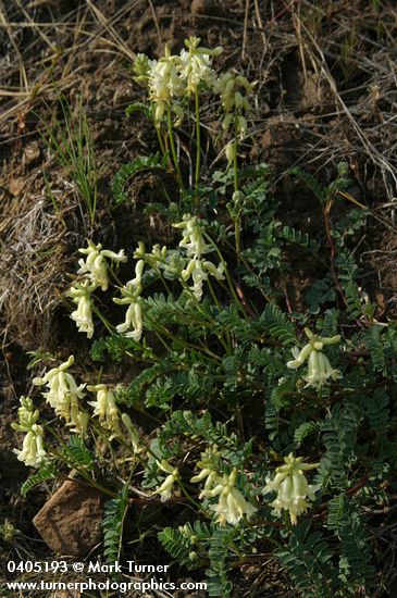 Astragalus sp.