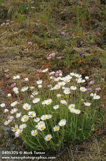 Erigeron compositus