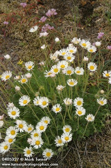 Erigeron compositus