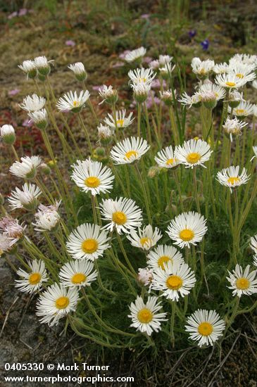 Erigeron compositus