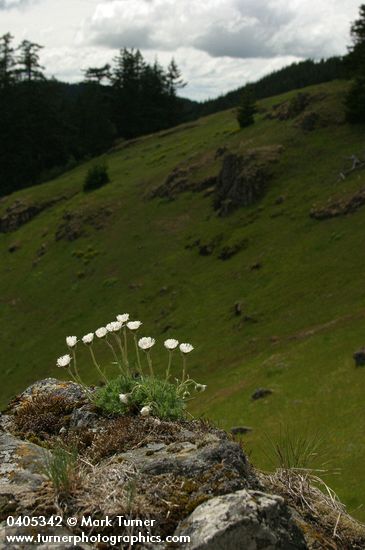 Erigeron compositus