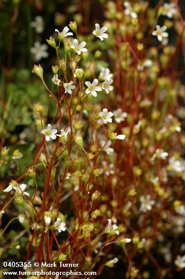 Saxifraga nuttallii