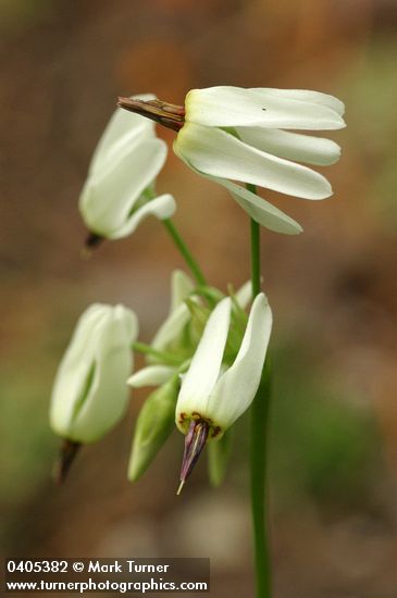 Dodecatheon dentatum