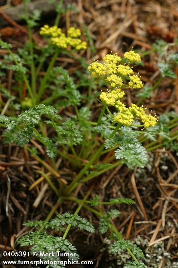 Lomatium hallii