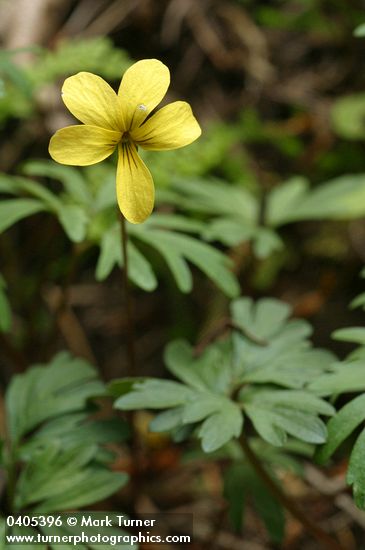 Viola sheltonii