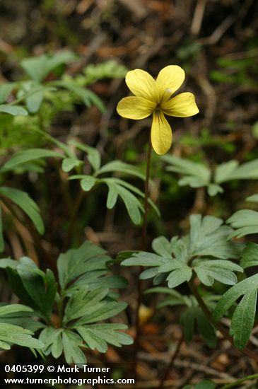 Viola sheltonii