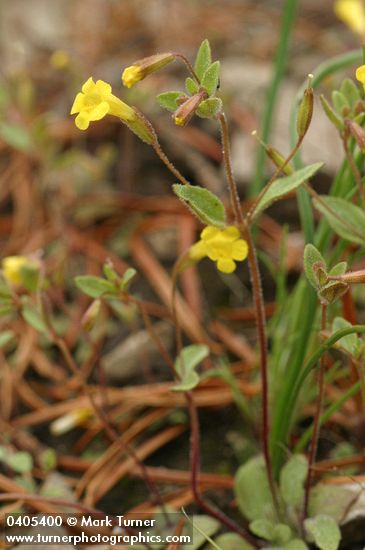 Mimulus pulsiferae