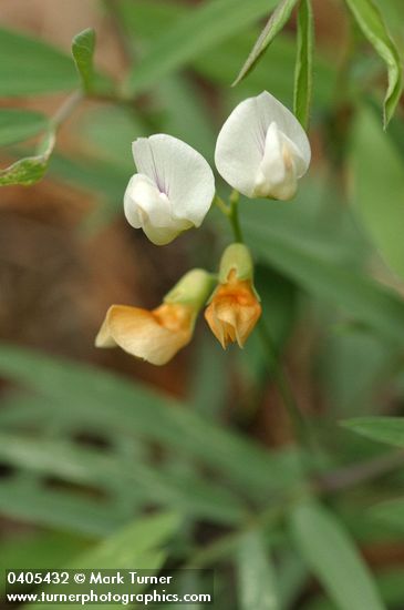 Lathyrus lanszwertii