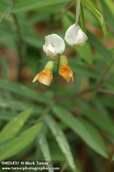 Lathyrus lanszwertii