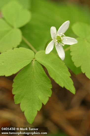 Anemone lyallii