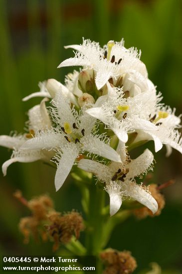 Menyanthes trifoliata