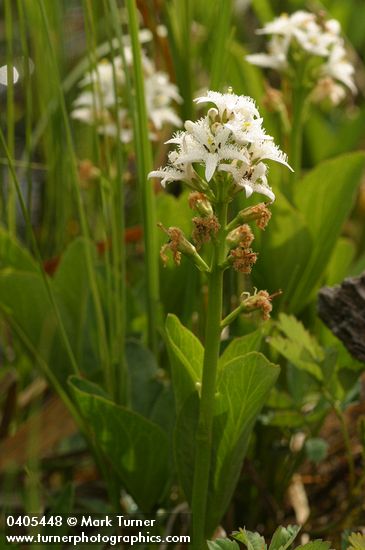 Menyanthes trifoliata