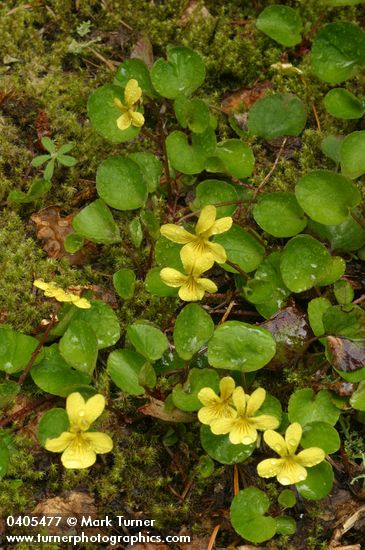 Viola orbiculata