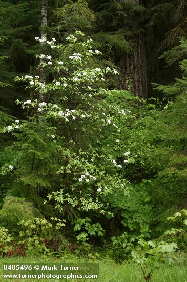 Cornus nuttallii