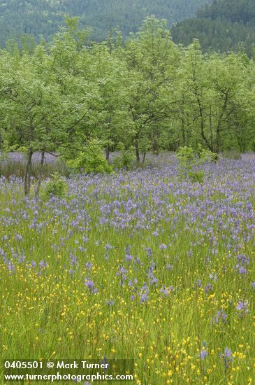 Camassia leichtlinii | Great Camas | Wildflowers of the Pacific Northwest