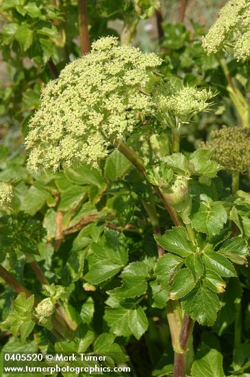 Angelica lucida