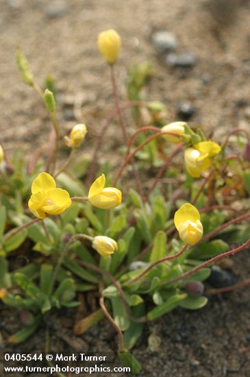 Platystemon californicus