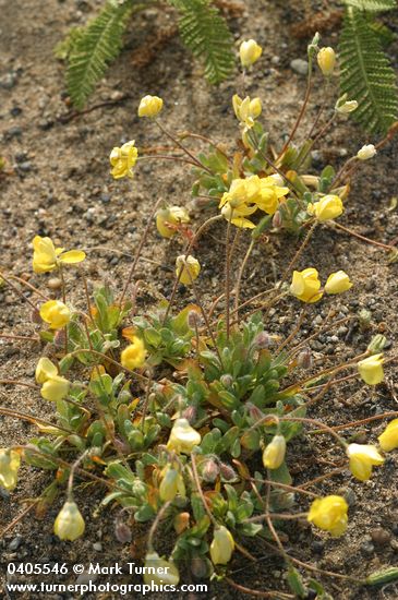 Platystemon californicus