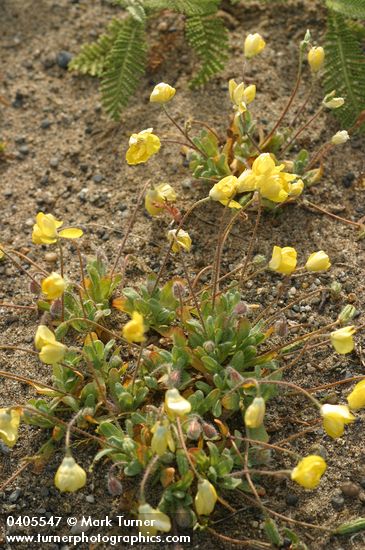 Platystemon californicus