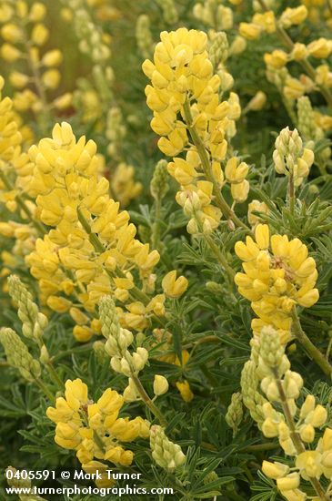 Lupinus arboreus