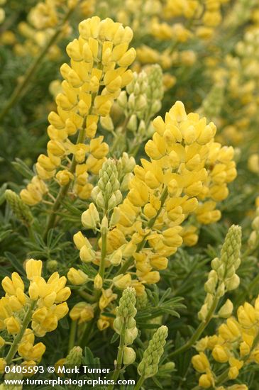 Lupinus arboreus