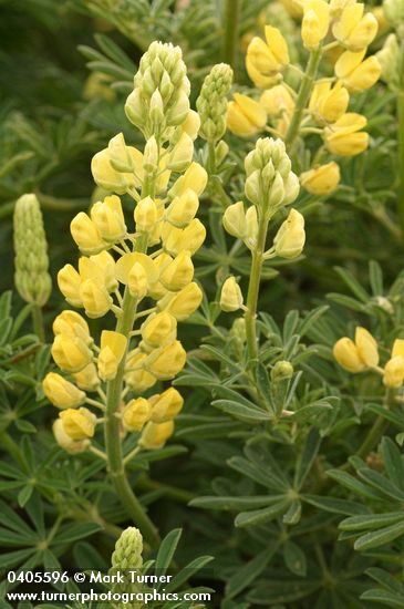 Lupinus arboreus