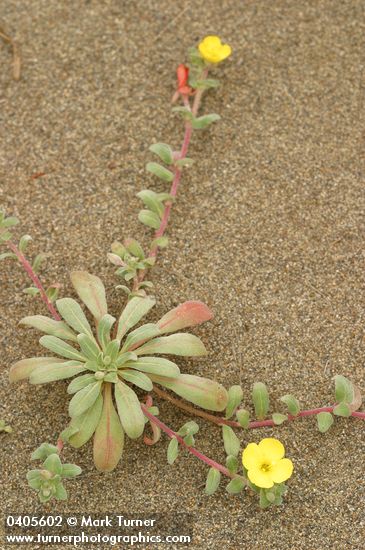 Camissonia cheiranthifolia