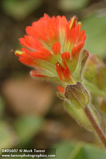 Castilleja mendocinensis