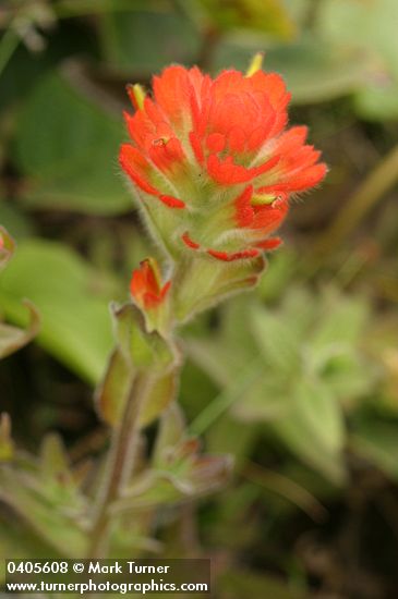 Castilleja mendocinensis