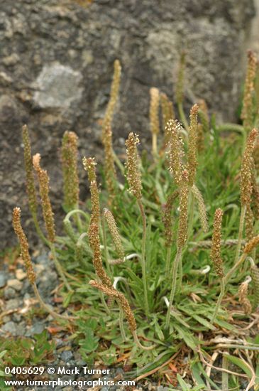 Plantago coronopus